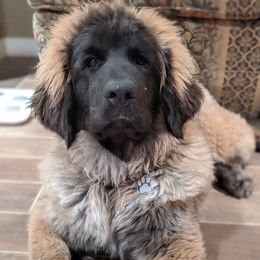 Leonbergers from Northwoods Leonbergers