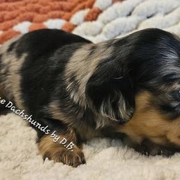 Rochelle - Dapple female Dachshund puppy in Ovett, Mississippi from Anytime Dachshunds by D.B.