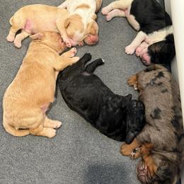 Goldendoodle Puppies from Bayshore Doodles