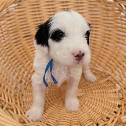Moony - Tri-color male Bernedoodle puppy in Apache Junction, Arizona from Coffey House Doodles