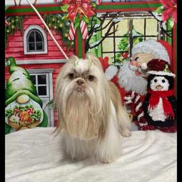 Trekk - Shih Tzu