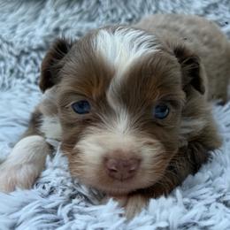 Hudson - Red merle male Toy Australian Shepherd puppy in Ambrose, Georgia from Brandilyn's Aussies