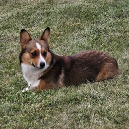 Pembroke Welsh Corgi puppies from AB Ranch