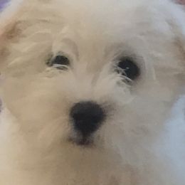 Cotons de Tulear from Island Crest Cotons