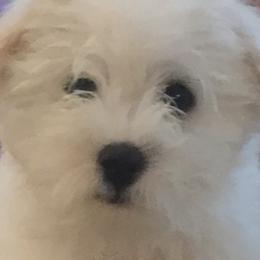 Cotons de Tulear from Island Crest Cotons