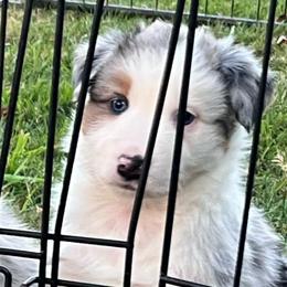 Angel - Blue merle female Australian Shepherd puppy in Lebanon, Oregon from Mount Hope Aussies