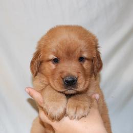 Crumpet - Dark golden female Golden Retriever puppy in New Weston, Ohio from Bertke AKC Golden Retrievers and Bernese Mountain Dogs