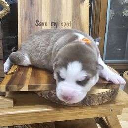 Thunder( orange) - Brown and white male Siberian Husky puppy in Springfield, Massachusetts from 16acreshuskies