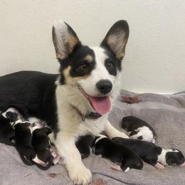 Fiona - Pembroke Welsh Corgi