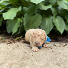 Corduroy - Apricot male Goldendoodle puppy in Camden, North Carolina from Oopsie Doodles of NC
