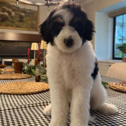 Laura - Tri-color female Bernedoodle puppy in Yuba City, California from Ranch House Doodles