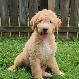 Dustin - Apricot male Goldendoodle puppy in Hendersonville, Tennessee from Ben's Best Buddy Goldendoodles