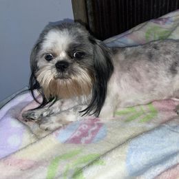 Cali - Shih Tzu