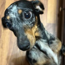 Zoey - Dachshund