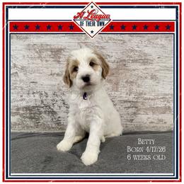Betty - Parti female Goldendoodle puppy in North Conway, New Hampshire from Arbor Grace Doodles