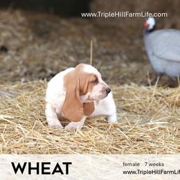 Wheat - Red and white female Basset Hound puppy in Jefferson City, Missouri from Triple Hill Farm