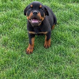 Flash - Black and mahogany male Rottweiler puppy in Parker, Colorado from Denver Rotties