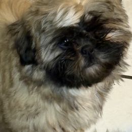 Shih Tzu Puppies from Shih-tzu Dynasty