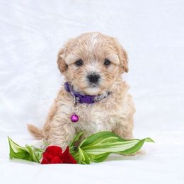Emma - Gold and white female Shihpoo puppy in Mifflintown, Pennsylvania from Curls & Paws Canines
