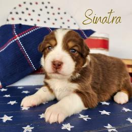Sinatra - The Charmer - Red tri-color male Australian Shepherd puppy in Pittsville, Wisconsin from Match Dot Pup
