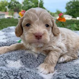 Sunny - Buff male Cockapoo puppy in Bedford, Iowa from Our Father’s Doodles