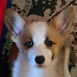 Rafiki - Sable female Pembroke Welsh Corgi puppy in Saint John, Washington from Fuzzbutt Farm's Corgis