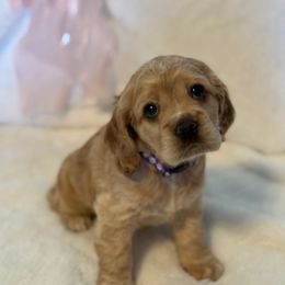 Purple - Girl - Buff Cocker Spaniel puppy in Ardmore, Oklahoma from Grace Cocker Spaniels