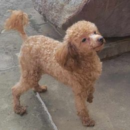 Maltese, Maltipoos, and Poodles from C&Js Tiny Toys