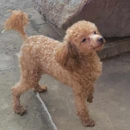 Maltese, Maltipoos, and Poodles from C&Js Tiny Toys