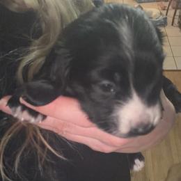 Hestia Full AKC Female 1 - Black female Dachshund puppy in Erie, Michigan from Champagne’s Grinch Toe’d Dachshunds
