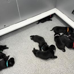 Red - Black male Labrador Retriever puppy in Derby, Kansas from Wheatland Retrievers