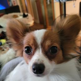 Darla - Papillon