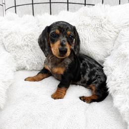 Zues JR. - Dapple male Dachshund puppy in Boston, Massachusetts from London’s puppies