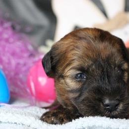 Australian Shepherd and Soft Coated Wheaten Terrier Puppies from Ironwood Ridge Kennels
