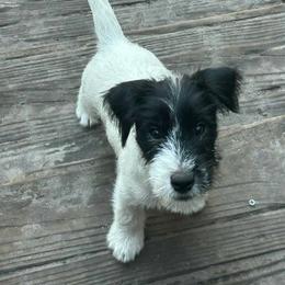 Purple collar - Black and white male Parson Russell Terrier puppy in Branford, Florida from Loyalville