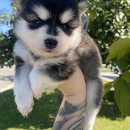 Pomsky Puppies from Pomsky Playpen