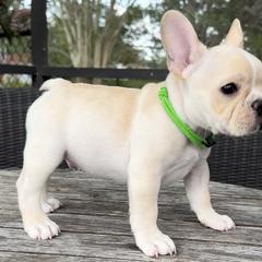 Boy 1 - Cream French Bulldog puppy in Deltona, Florida from MacArthur French AdoraBulls