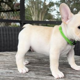 Boy 1 - Cream French Bulldog puppy in Deltona, Florida from MacArthur French AdoraBulls