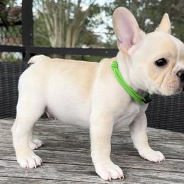 Boy 1 - Cream French Bulldog puppy in Deltona, Florida from MacArthur French AdoraBulls