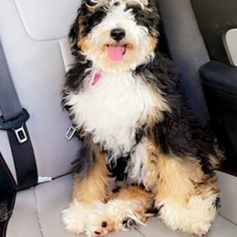 Sophie - Bernedoodle