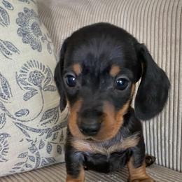 Male 3 - Black and tan male Dachshund puppy in Elizabethtown, Kentucky from Lavender and Willow Dachshunds