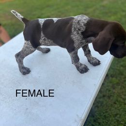 Grace - Liver roan female German Shorthaired Pointer puppy in Center Hill, Florida from Tiffany Proctor