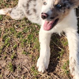 Border Collie Puppies from Bond Border Collies