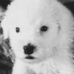 Boy 4 - male Old English Sheepdog puppy in Missouri from Roland Hills Farm