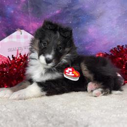 Churro - Black white and tan female Shetland Sheepdog puppy in Elk, Washington from Asgard Shetland Sheepdogs