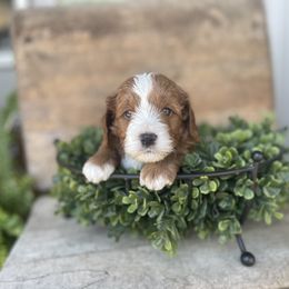 Cavapoo Puppies from Wednesday & Co