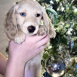Dachshund Puppies from 1 Moore Dachshund