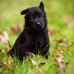 "Aqua" German Shepherd Puppies from MCX K9