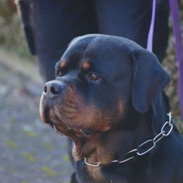 Filou - Rottweiler