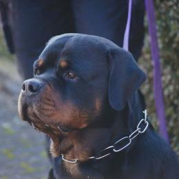 Filou - Rottweiler